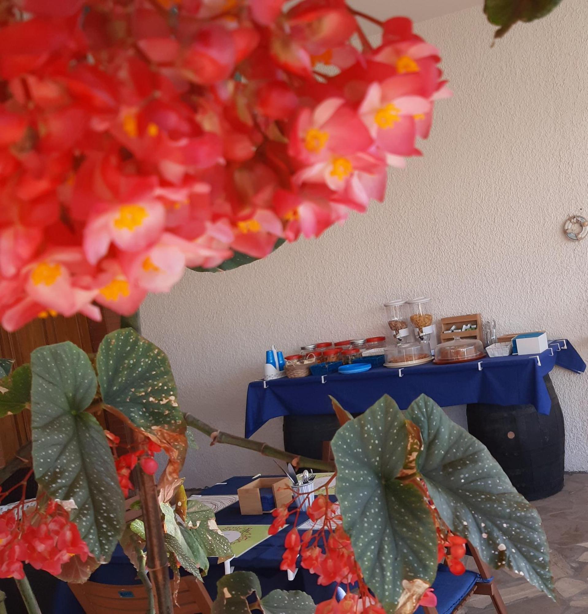 سالفي B&B Il Cedro المظهر الخارجي الصورة